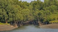 sundarban-pic-2.jpg